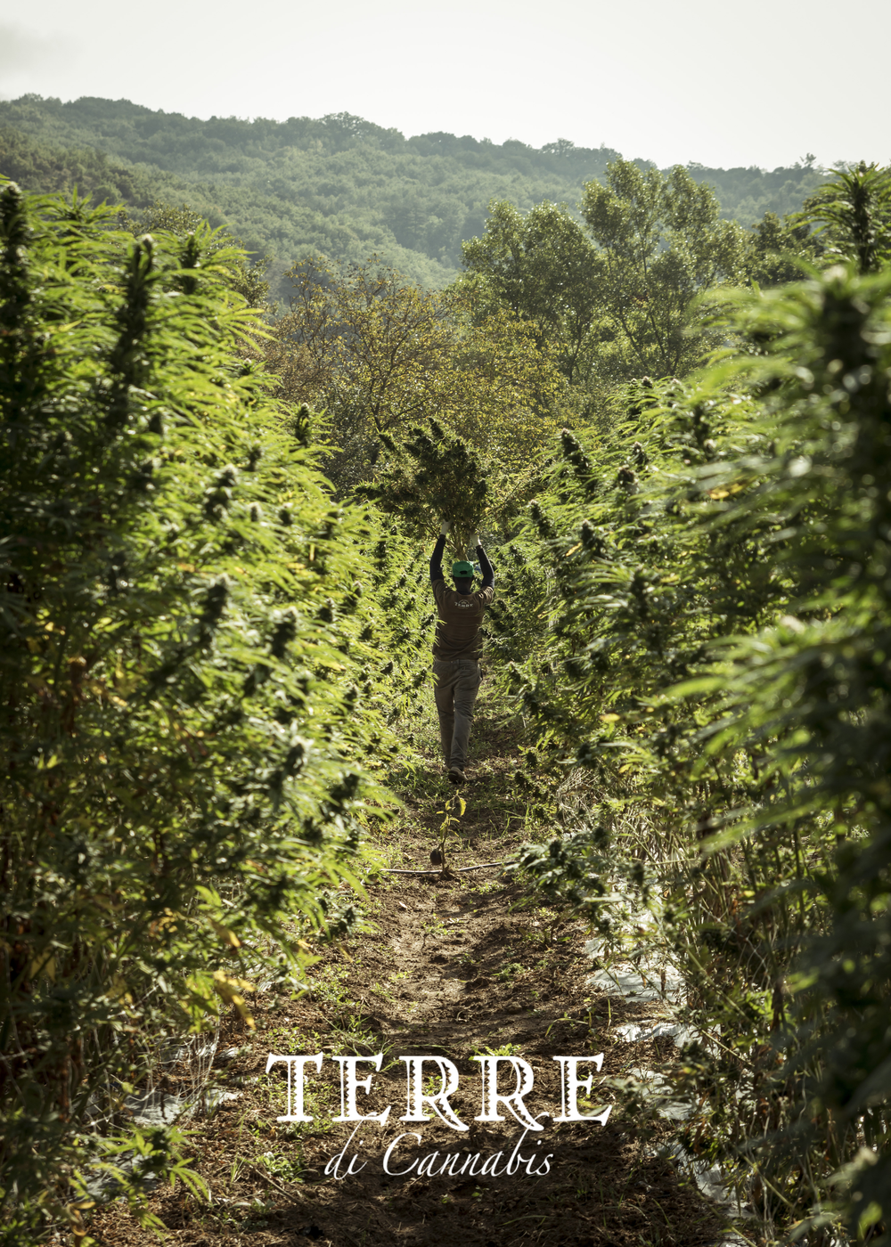 ταξιανθίες