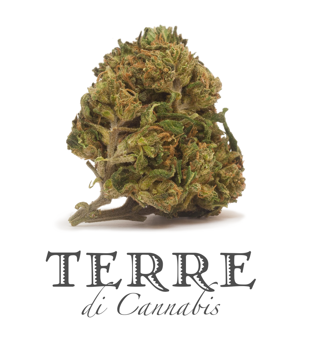 Ταξιανθίες 1