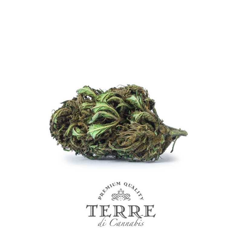products/TERRE_BRIOSA_MOCKUP_SOLOFLOWER.png